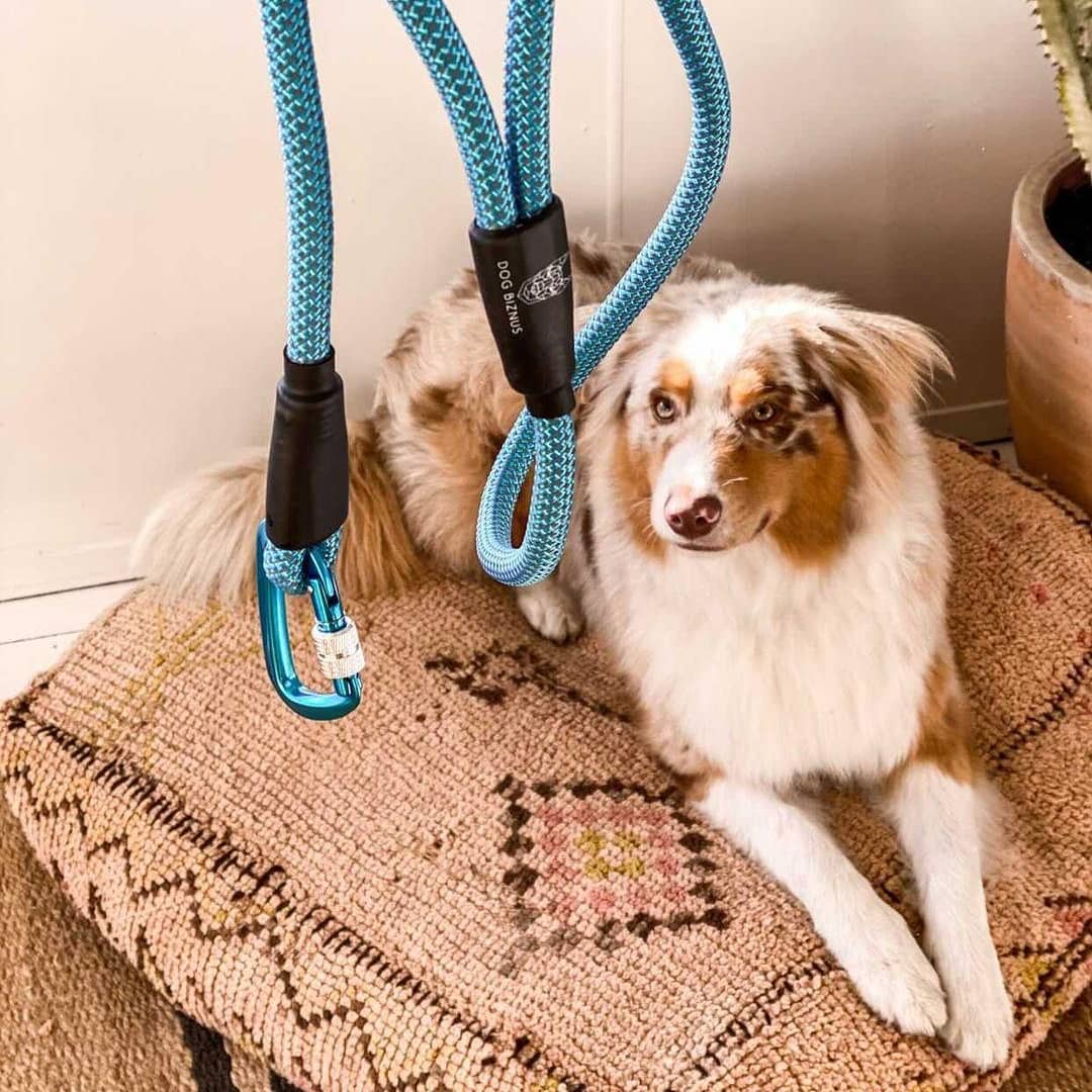 Rock climbing best sale dog leash